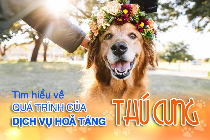 Hỏa Táng Thú Cưng Là Gì? Quy Trình Và Những Điều Cần Biết